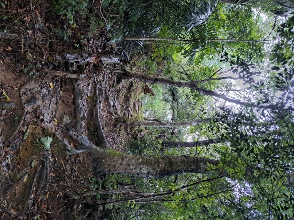 新北五寮尖登山步道3103283