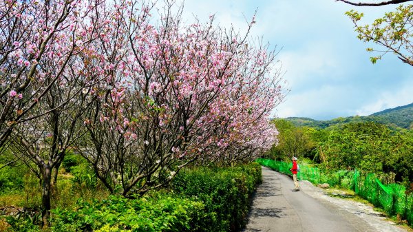 十八份拐圳,陽峰古道,花鐘3017697