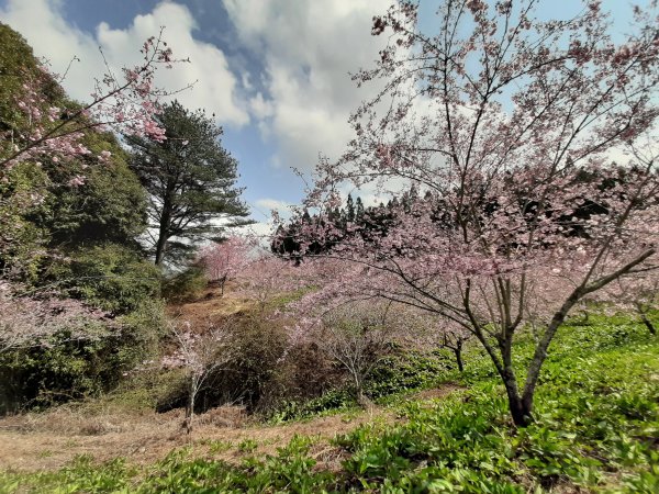 櫻花樹下的浪漫〡千櫻園874672