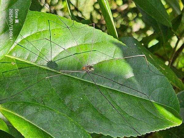 【菁桐】巡山東勢格古道全段加碼臭頭山2848009