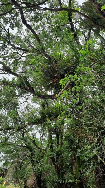 《嘉義》雲霧茶園｜雲嘉三加一連峰O繞202406082520273