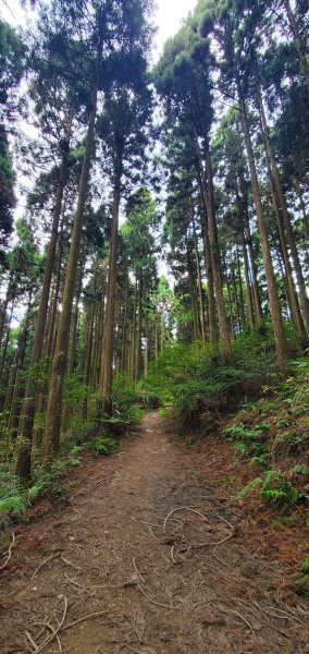 2023-11-12鵝公髻山步道(山上人家)2346269