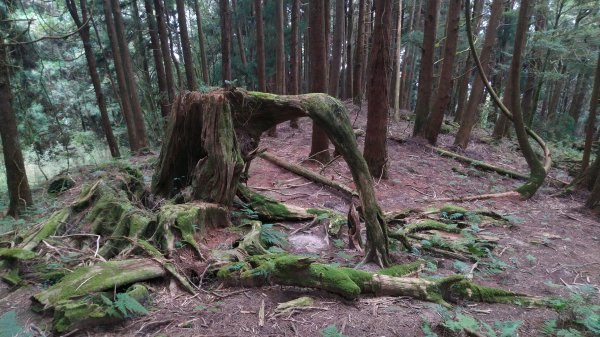 嘉義 阿里山 兒玉山、東水山、北霞山1486801