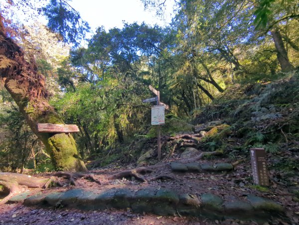 2026.01.03－鎮西堡B區神木群2981145