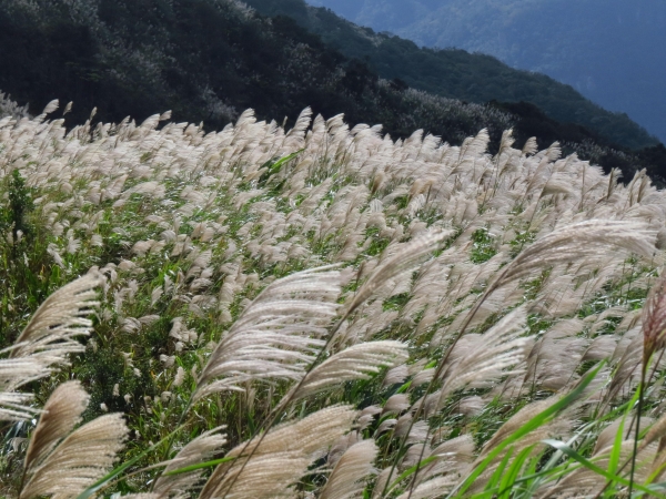 山岳之美─芒花之美6658