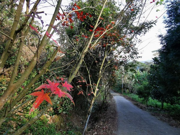 六寮古道→高峰植物園→鳳崎落日→石門水庫楓林→東眼山→鳶山→五酒桶山→台大椰林→富陽公園→象山步道1667353