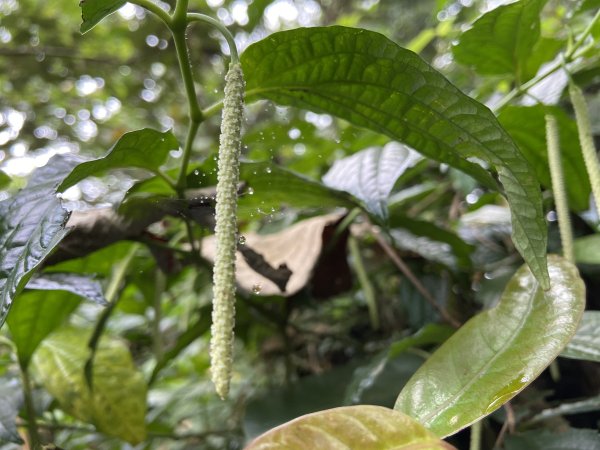 大艽芎古道登溪洲山| Mt.Xizhou |水中土地公廟|峯花雪月2502377