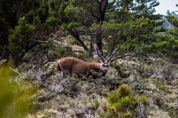 戒茂斯上嘉明湖三天兩夜2769429