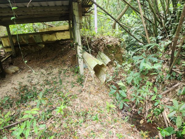 20250419蕩跋山劉家界山老社寮山新富山2936225