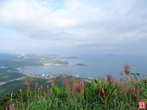 【新北市】雞籠山步道賞秋芒