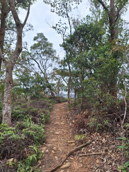 飛龍步道(崇聖亭起登)202401222696338