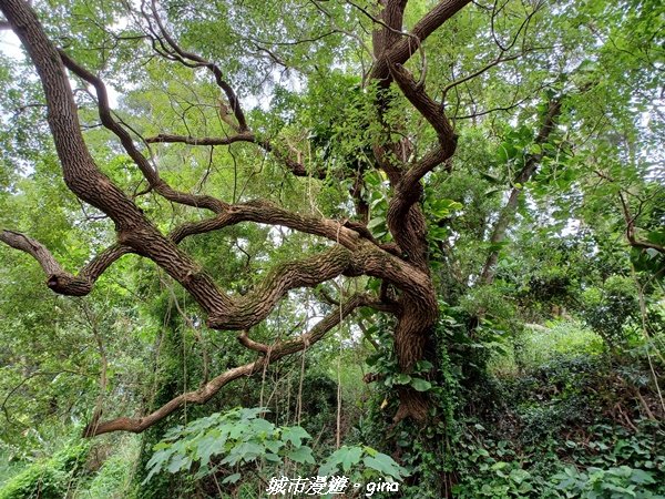 【台中外埔】沿著水圳散散步。 外埔水流東桐花步道1731430