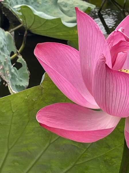 陽明山六瀑連走2877720