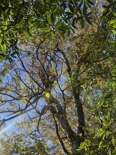 114.11.16 北得拉曼追黃金山毛櫸2937904