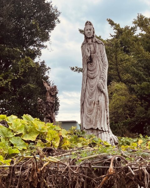 桃園大溪-花彩節🌼李騰芳古厝-月眉落雨松2934763