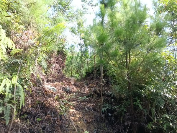 汐止區金明山B線+如意湖O型2860240