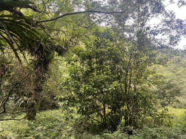 2025_0712 福山植物園2836342