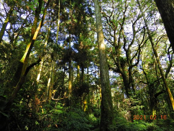 新北 烏來 美鹿山、高腰山、拔刀爾山1273967