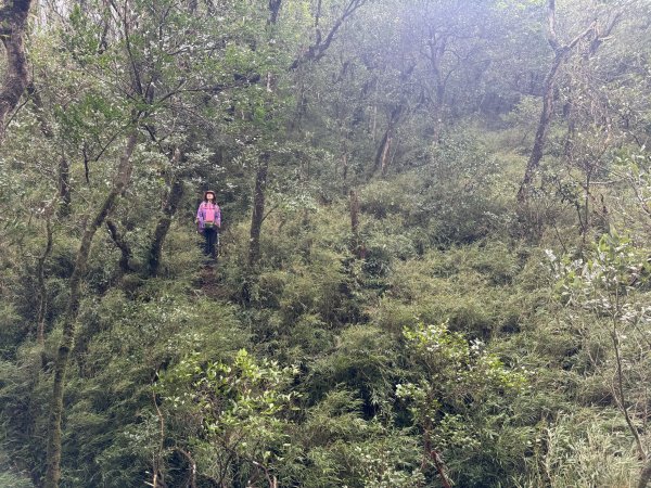 山毛櫸掉光光的 卡保逐鹿O繞 202511152937472