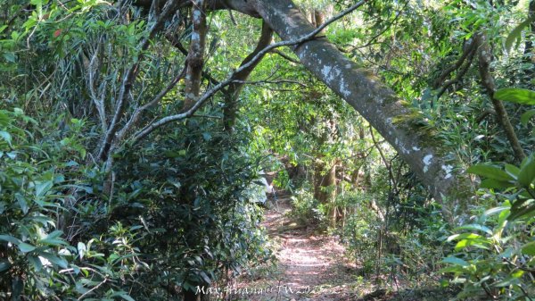 《苗栗》古道柳杉｜雲洞宮鳴鳳古道南長城步道登三湖山202505022777126