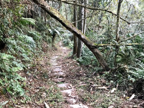 魚池大尖山森與竹的饗宴1274835