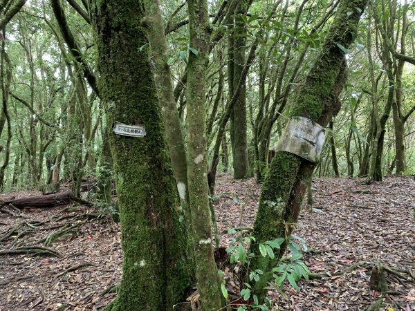 南投縣竹山鎮金柑樹山（小百岳）2147812