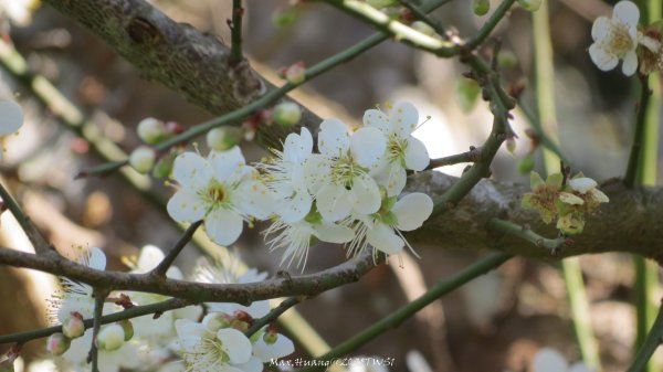 《台中》落雨松季｜石岡挑物古道O繞下情人木橋202501122687621