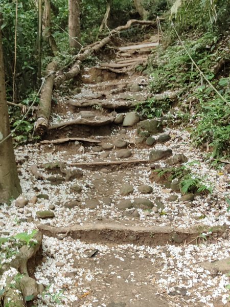 飛鳳山、觀日坪古道2777893