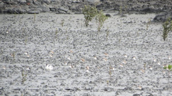 《彰化》海空夕照｜王功燈塔及芳苑海空步道健行賞冬候鳥202601102980316