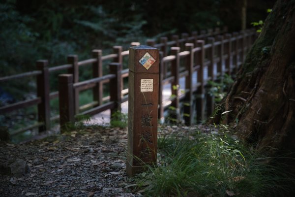 大雪山森林木馬古道遊神木1133036