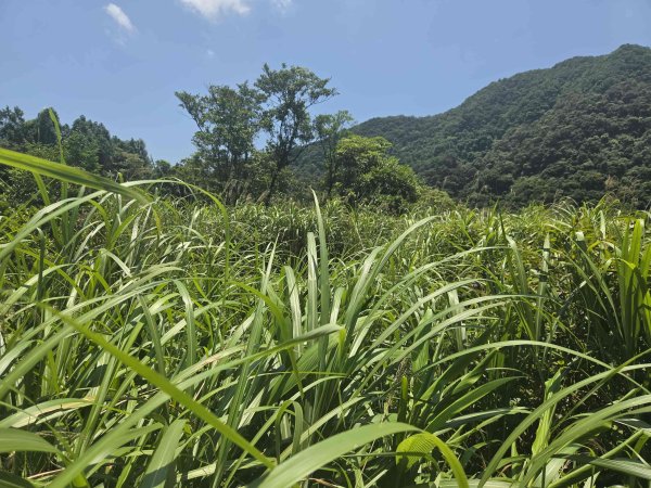 20260603下坑古道左線-大埤古道3072638