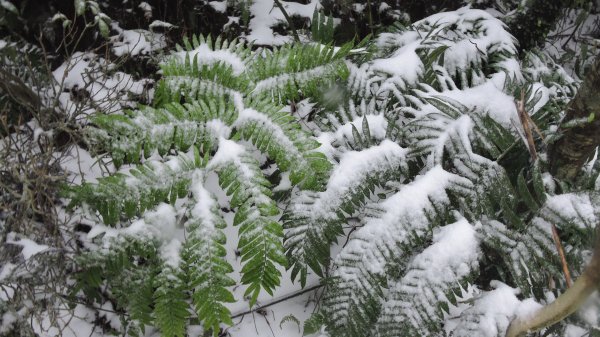 台北後花園下雪了 ！1232089