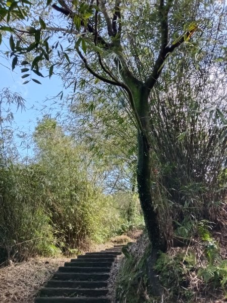 姜子寮山步道2734825