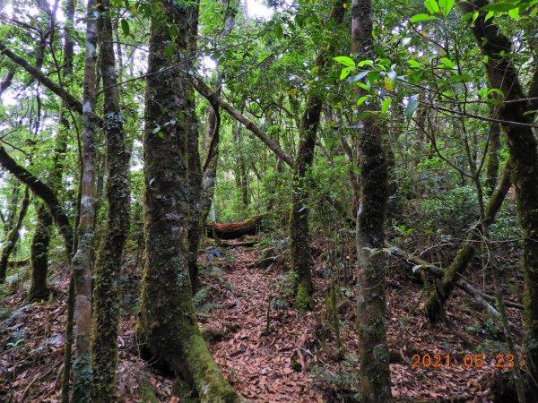 新竹 尖石 虎禮山1406245