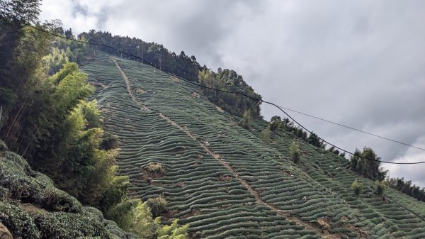 金柑樹山封面