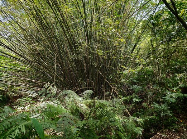[淡蘭古道] 2026_0524 南路第四段_四堵古道(下)-四堵苗圃步道3070025