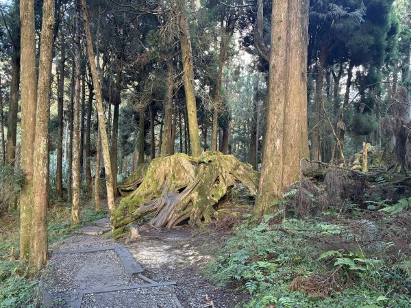 20251225塔山步道(大塔山)2970303