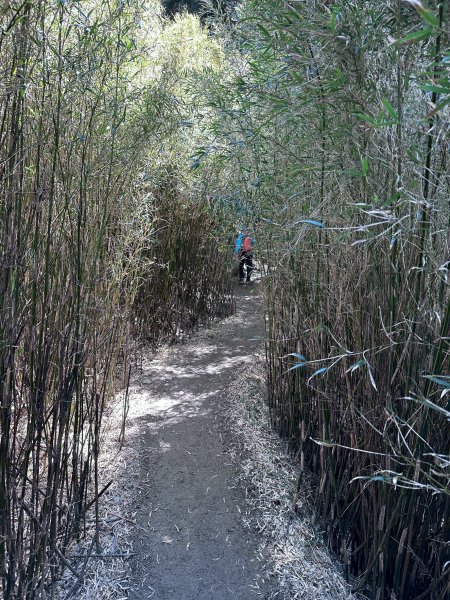 小奇萊步道2777618