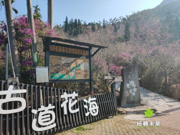 梅嶺登山步道賞牡丹825127