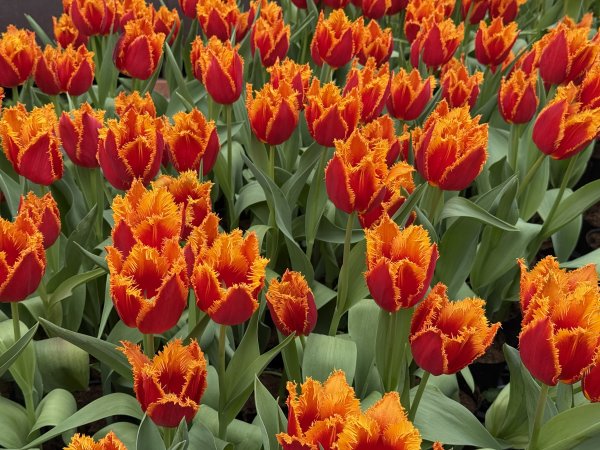 士林官邸~鬱金香2717321