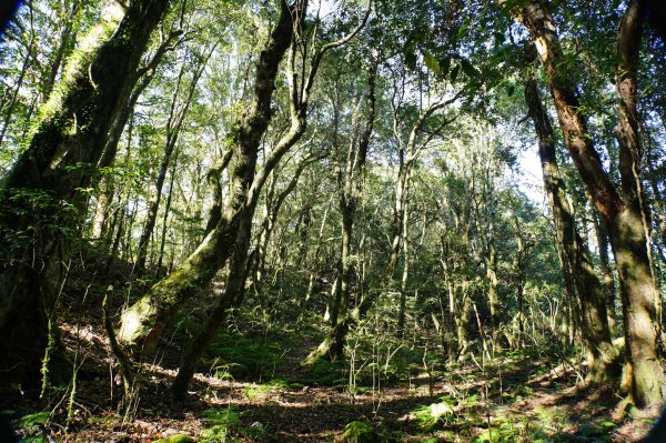 新竹 尖石 東穗山、島田山2939430