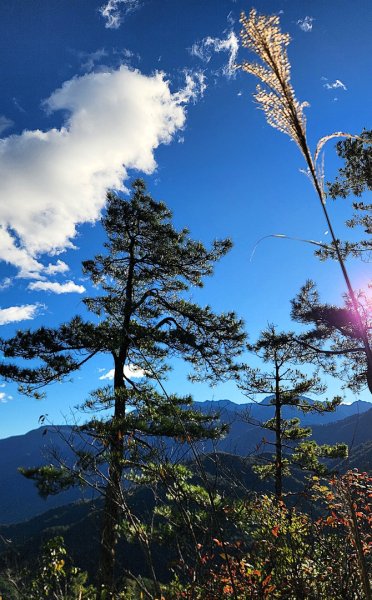 【中級山縱走】羅馬縱走，走進神木的夢幻童話森林世界2943176