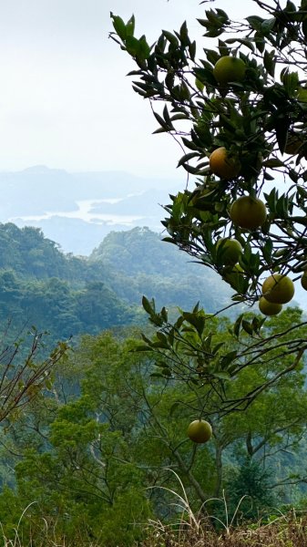 馬那邦山O走2370165