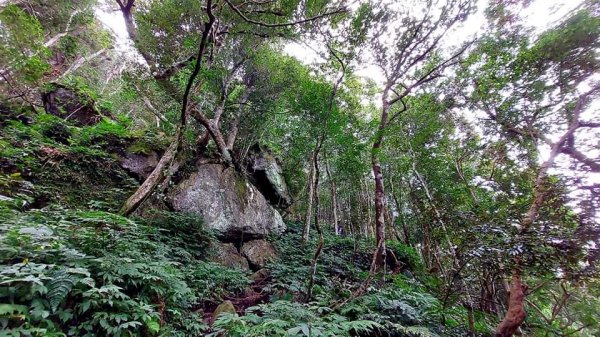 柳杉的國度-油羅山2095611