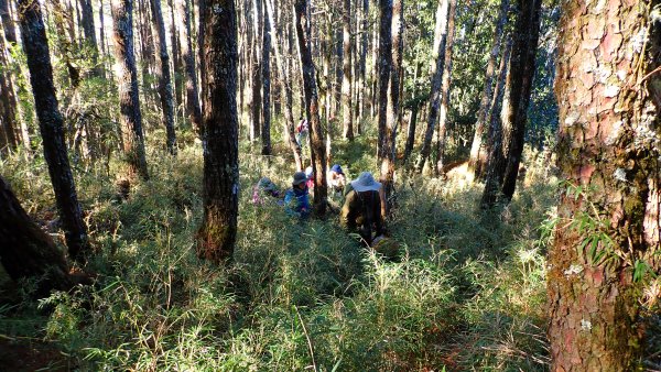 五星級松針步道的平多縱走2837839