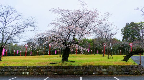宮崎青島,母智丘,桷志田,櫻島,渡輪3027895