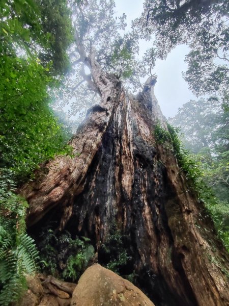北得拉曼神木群連走內鳥嘴山2940217
