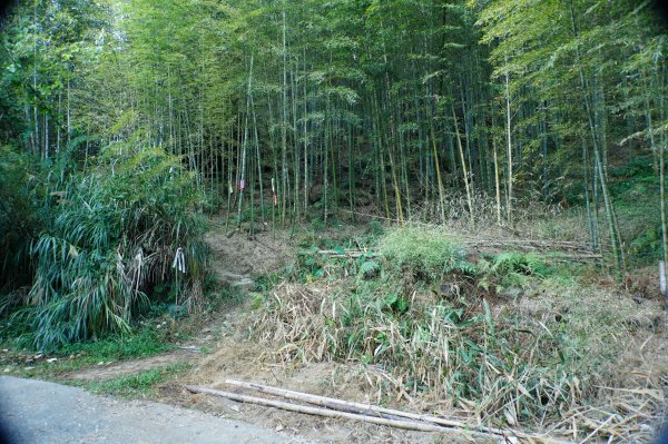 南投 鹿谷 龍鳳山、龍鳳峽山、三叉崙山、水桶寮山、內樹皮山、羊頭崙山、志騰山、竹崙山、溪頭山2962234