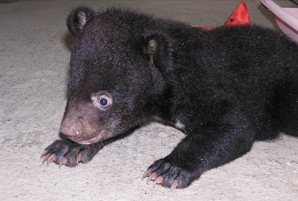 【動物】瀕危的台灣黑熊 (下)
