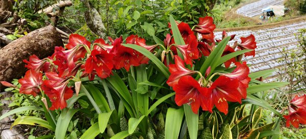 2025/04/13_大窩文史生態區步道2760249